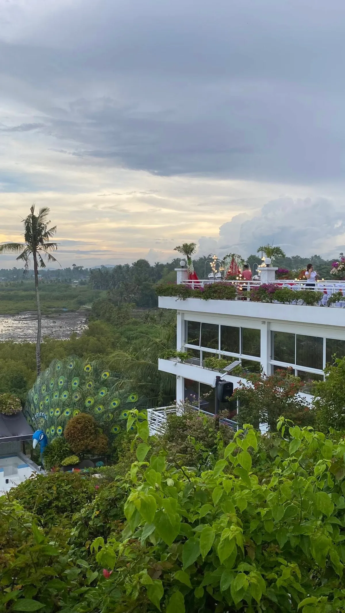 JDM Bougainvillea Paradise